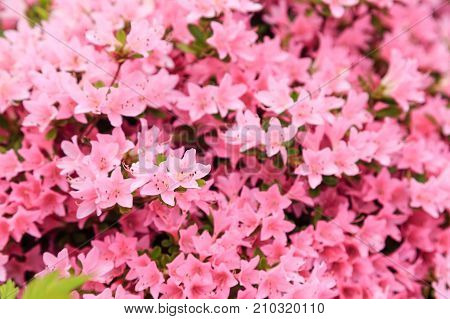 Many Pnk Azalea Blooms in a Garden