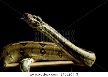 Colombian Boa. Tropical brown constrictor. Snake skin with yellow and black spots on a black background