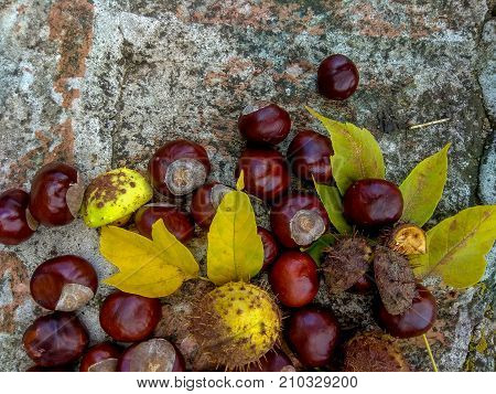 Ripe chestnuts on ground, outdoor shoot, top view, autumn background