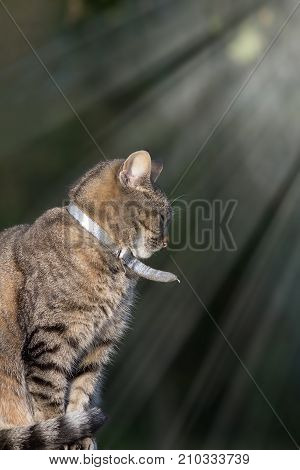Happy contented pet. Domestic tabby cat with silver collar sitting in the garden with rays of sunlight beaming through trees. In profile with blurred background.