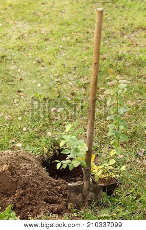 young bush garden bilberry in a pot next to a shovel and a pit on the lawn / autumn planting plants