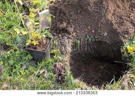 garden bilberry next to the prepared pit in the autumn / seasonal work in the plot