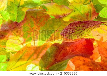 colorful autumn background. red, green and orange autumn leaves.