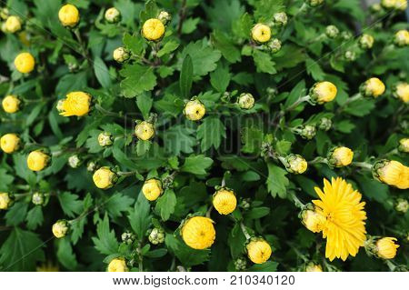 Yellow chrysanthemums floral background. Golden-daisy natural flowers buds top view pattern