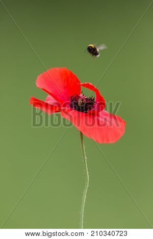 Red Blossom Of Corn Poppy (papaver Rhoeas) With Insect