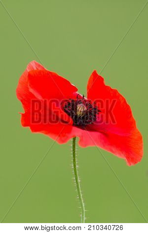 Red Blossom Of Corn Poppy (papaver Rhoeas)