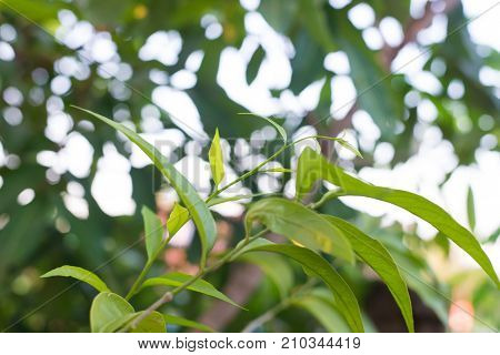 Green plants Melientha suavis native to Southeast Asia Thailand.