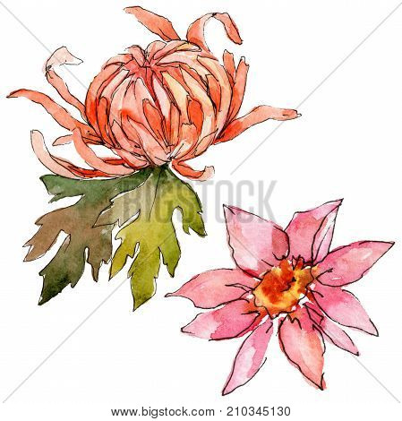 Wildflower aster flower in a watercolor style isolated. Full name of the plant: aster. Aquarelle wild flower for background, texture, wrapper pattern, frame or border.
