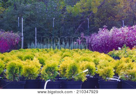 Many pots with Thuja occidentalis sold in autumn garden center against other different trees and plants