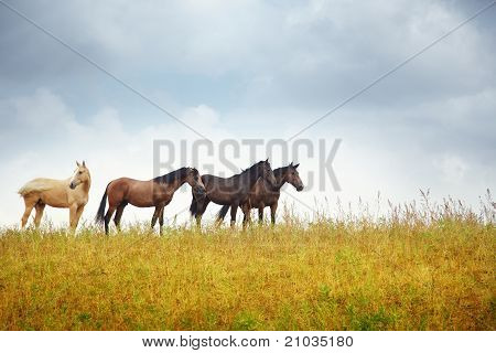 Fire heste i Steppe