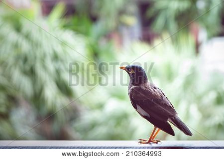 Bird of paradise on a washed tropical background. Space for text