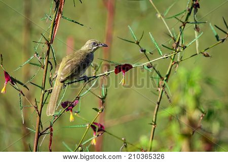 Image of bird (Streak-eared Bulbul; Pycnonotus blanfordi) on the branch on nature background. Animals.