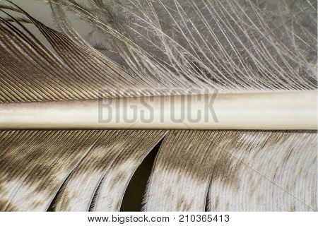 macro detail of a feather from a bird of prey