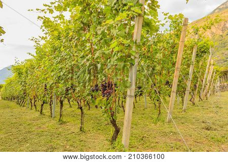 close up of a vineyard /close up of a vineyard during the harvest season