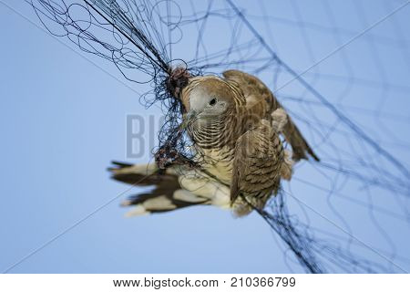 Image of bird(dove) is attached to the net. Animals.