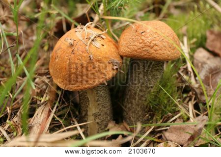 2 오렌지 모자 Boletes