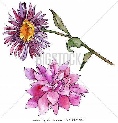 Wildflower chrysantemum flower in a watercolor style isolated. Full name of the plant: chrysantemum, golden-daisy. Aquarelle wild flower for background, texture, wrapper pattern, frame or border.