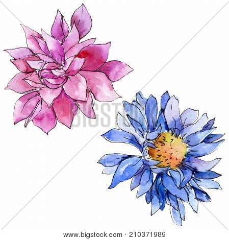 Wildflower chrysantemum flower in a watercolor style isolated. Full name of the plant: chrysantemum, golden-daisy. Aquarelle wild flower for background, texture, wrapper pattern, frame or border.