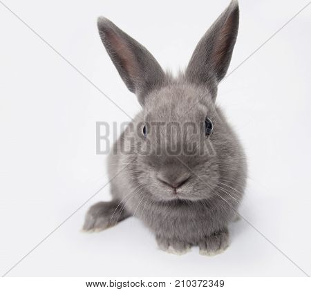 Adorable Little Grey Image & Photo (Free Trial) | Bigstock