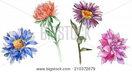 Wildflower chrysantemum flower in a watercolor style isolated. Full name of the plant: chrysantemum, golden-daisy. Aquarelle wild flower for background, texture, wrapper pattern, frame or border.