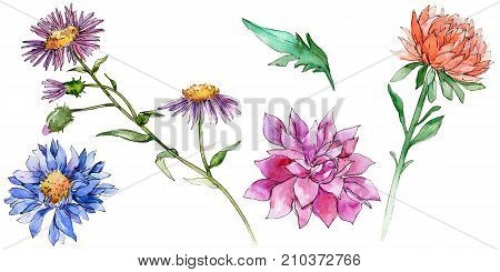 Wildflower chrysantemum flower in a watercolor style isolated. Full name of the plant: chrysantemum, golden-daisy. Aquarelle wild flower for background, texture, wrapper pattern, frame or border.