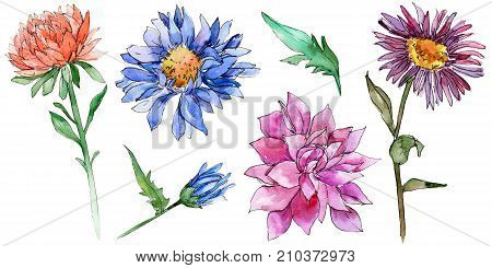 Wildflower chrysantemum flower in a watercolor style isolated. Full name of the plant: chrysantemum, golden-daisy. Aquarelle wild flower for background, texture, wrapper pattern, frame or border.