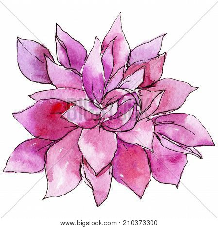 Wildflower chrysantemum flower in a watercolor style isolated. Full name of the plant: chrysantemum, golden-daisy. Aquarelle wild flower for background, texture, wrapper pattern, frame or border.