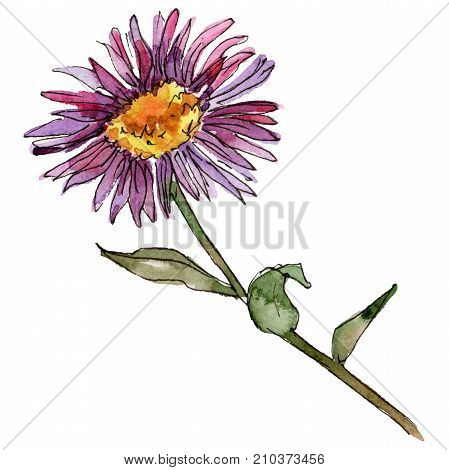 Wildflower chrysantemum flower in a watercolor style isolated. Full name of the plant: chrysantemum, golden-daisy. Aquarelle wild flower for background, texture, wrapper pattern, frame or border.