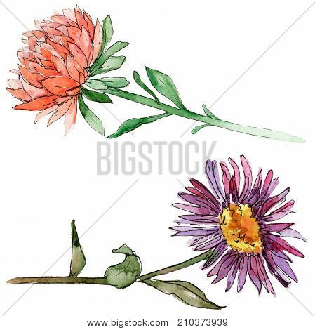 Wildflower chrysantemum flower in a watercolor style isolated. Full name of the plant: chrysantemum, golden-daisy. Aquarelle wild flower for background, texture, wrapper pattern, frame or border.