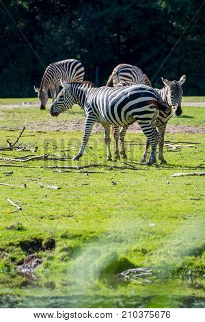 Zebras, Horse Family Animal, Lives In Grasslands, Savannas, Woodlands, Thorny Scrublands, Mountains,