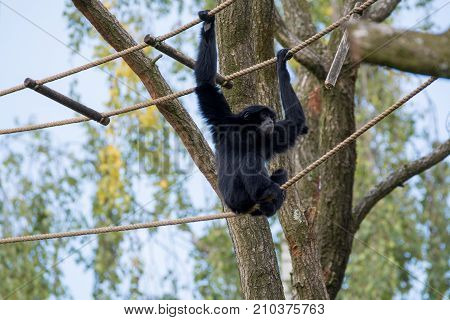 Siamang Black Monkey