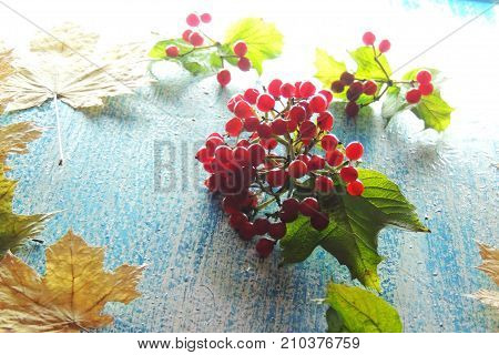 Ripe Viburnum