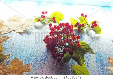 Ripe Viburnum
