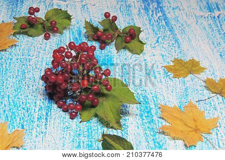 Ripe Viburnum