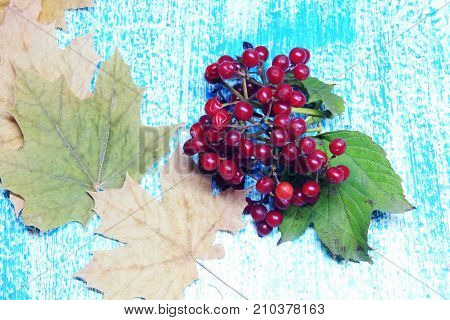 Ripe Viburnum