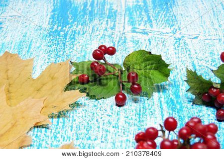 Ripe Viburnum