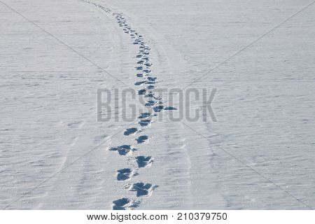Footprints on the surface of snow. Snowy road and footprints on it.