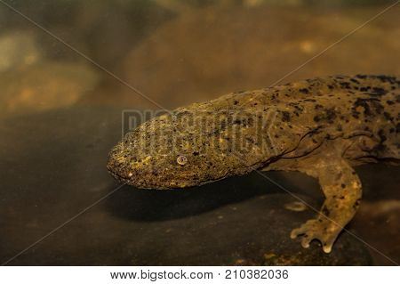 An Eastern Hellbender foraging for crawfish on the creek bottom.