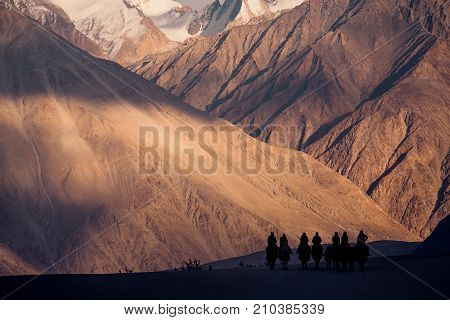 Silhouette image of camels caravan in the Hunder desert Nubra valley India