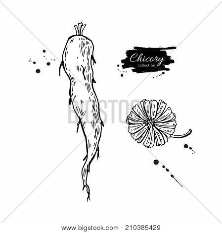Chicory flower and root vector superfood drawing. Isolated hand drawn  illustration on white background. Organic healthy food. 