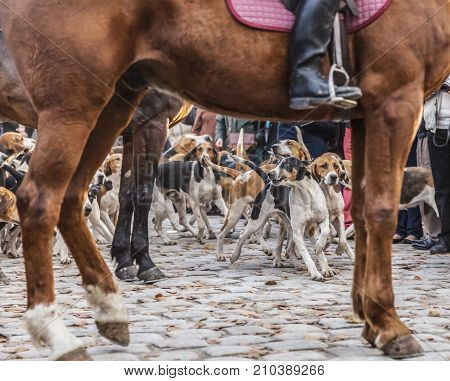 Hunting dogs in motion framed by a the tamer's horse legs and body during a show in rural France.