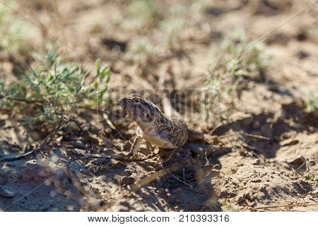 lizard living in the steppes of Kazakhstan Bearded Dragon