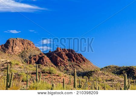 Vulture peak mountain with Saguaro cactus in Sonoran desert.
