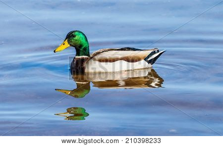 Mallard duck swimming at Roosevelt Lake, Arizona