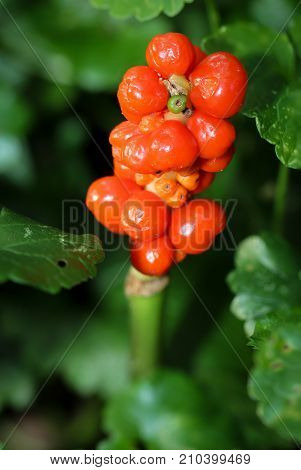 a aron in the green in the forest, (Araceae), poisonous plant