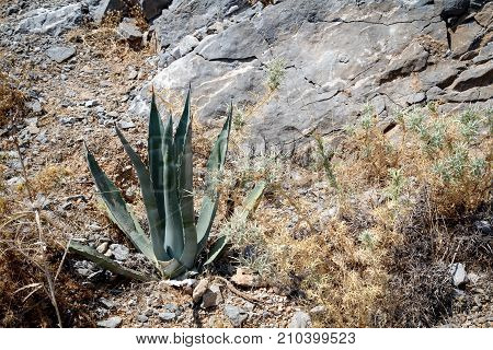 this is an Agave in karge try landscape