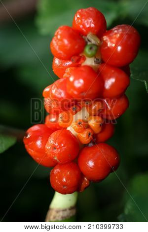 a aron in the green in the forest, (Araceae), poisonous plant