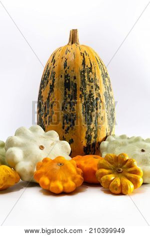 One big pumpkin and different bush pumpkins or marrow sqashes on white background. Autumn vegetables concept. Close up