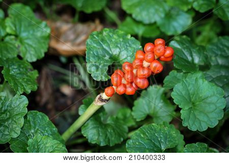 a aron in the green in the forest, (Araceae), poisonous plant