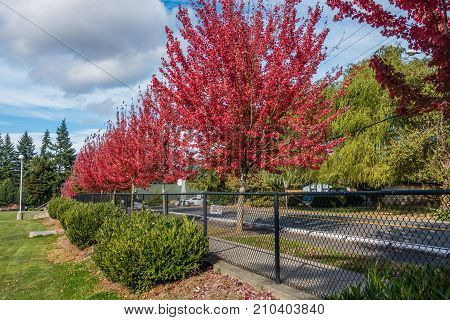 Trees explode with brilliant red color on a street in Des Moines Washington.